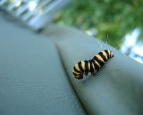 Wallpaper_Caterpillar_by_DKF.jpg